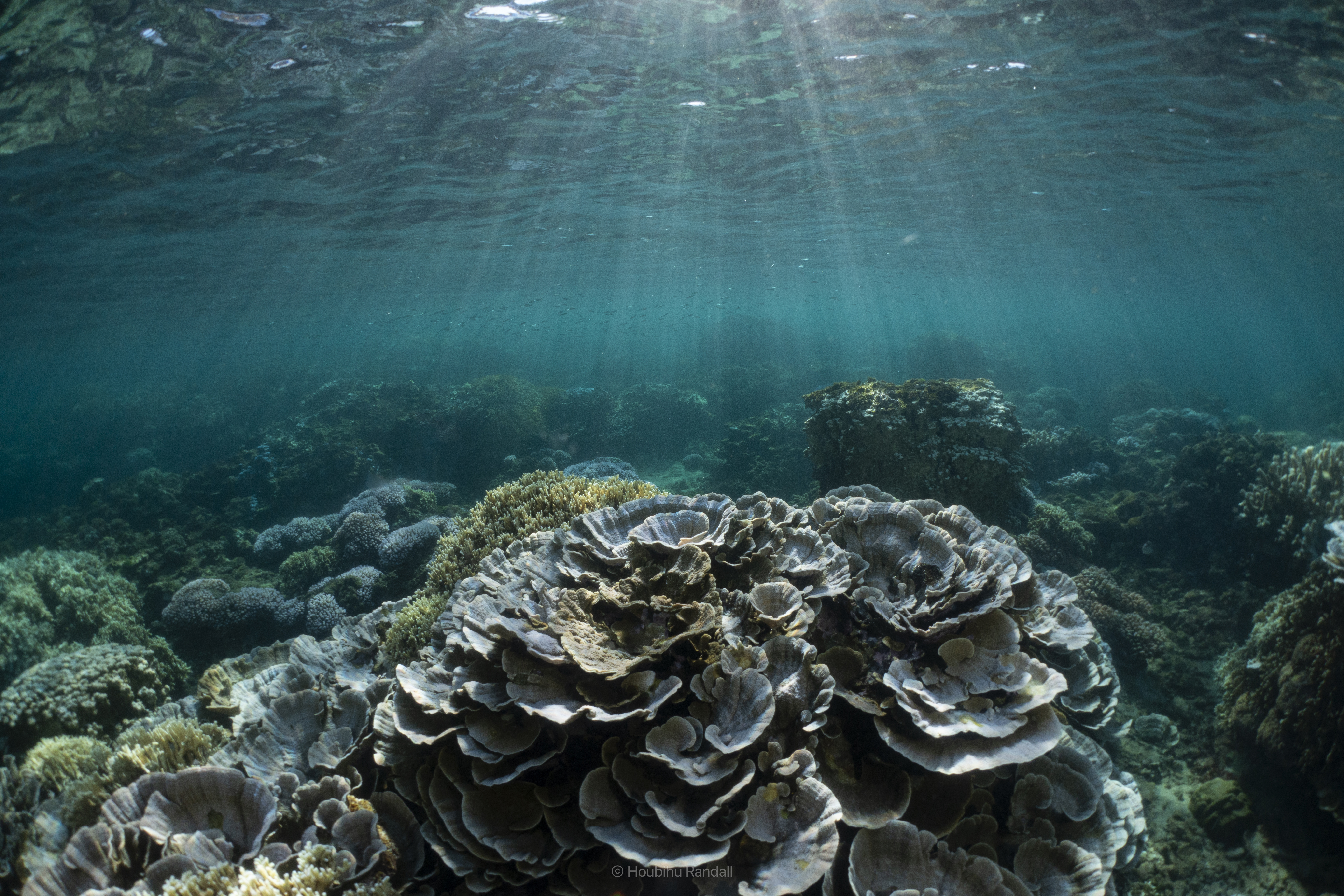 Coral reef with sunbeams